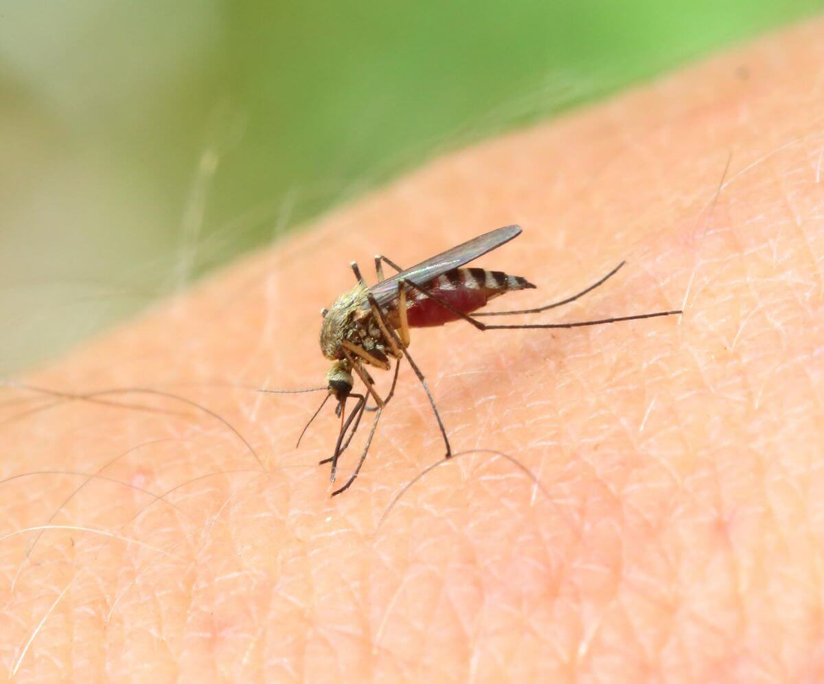 Por qué los mosquitos tienen preferencia por algunas personas