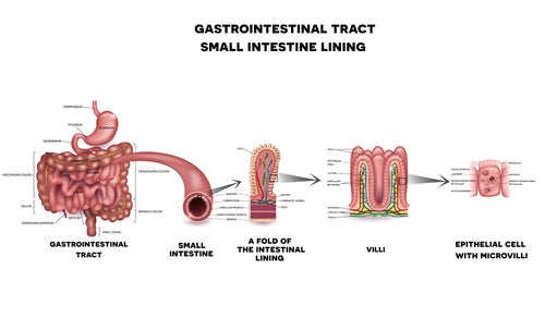 Fisiolog A Del Intestino Delgado Mejor Con Salud