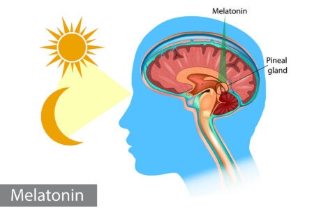 Gl Ndula Pineal La Reguladora De Ciclos Y El Ojo Vestigial