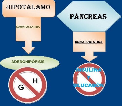 Somatostatina S Ntesis Y Funciones Mejor Con Salud