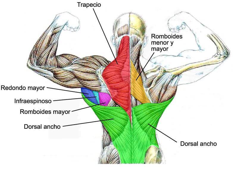Los músculos de la espalda son muchos, y algunos de gran tamaño.