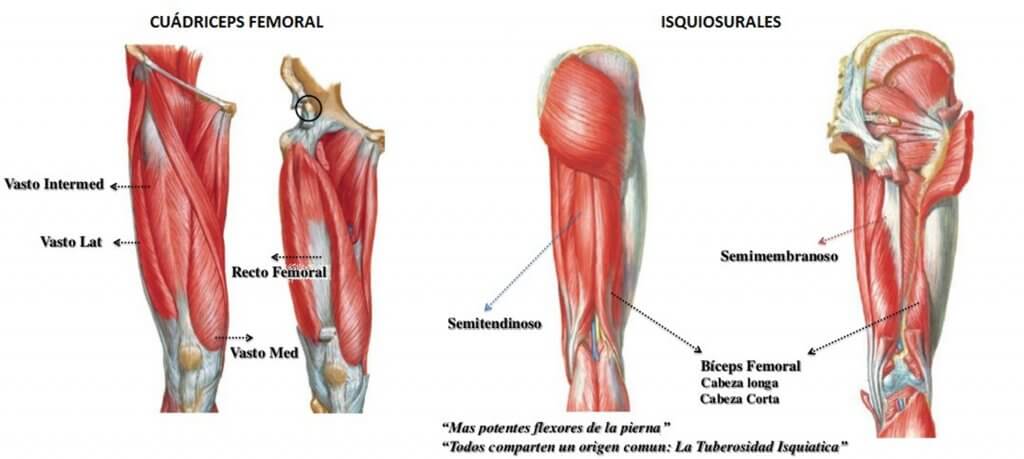 Los músculos cuádriceps se denominan así por contener cuatro grandes músculos.