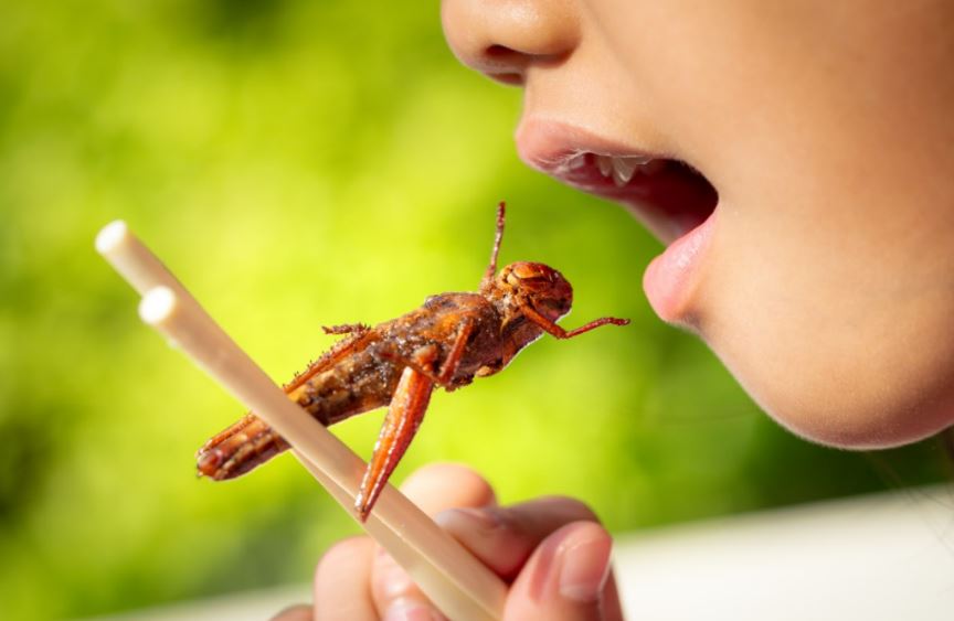 Beneficios nutricionales de los insectos