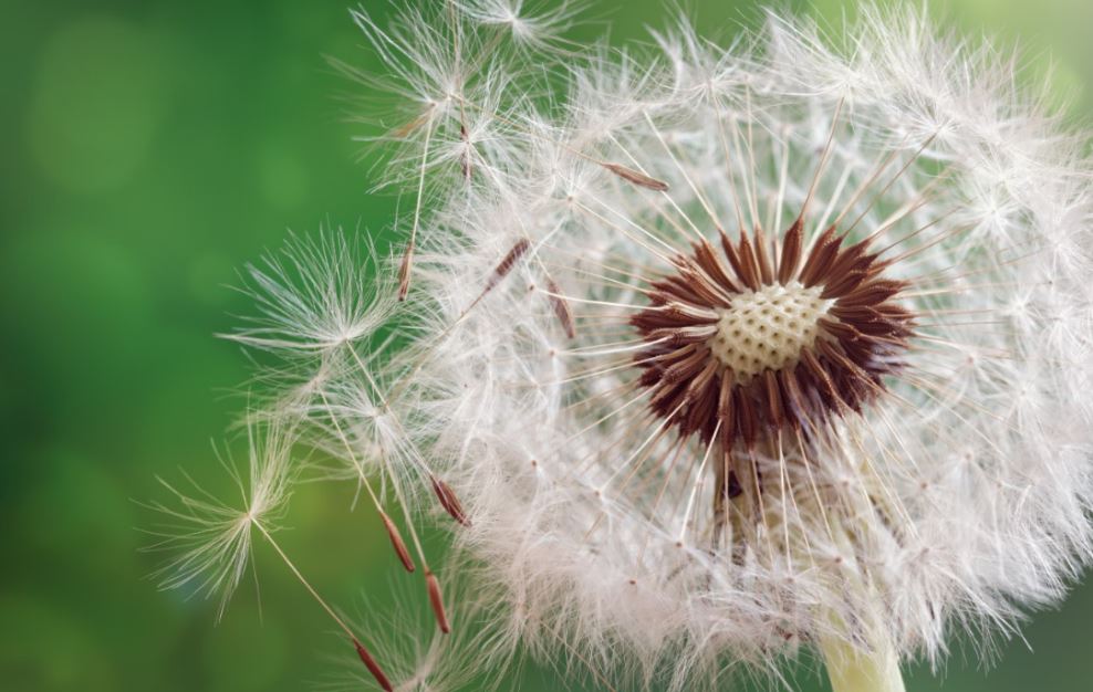 El deporte y la alergia al polen, dos cuestiones difíciles de compatibilizar para muchas personas.