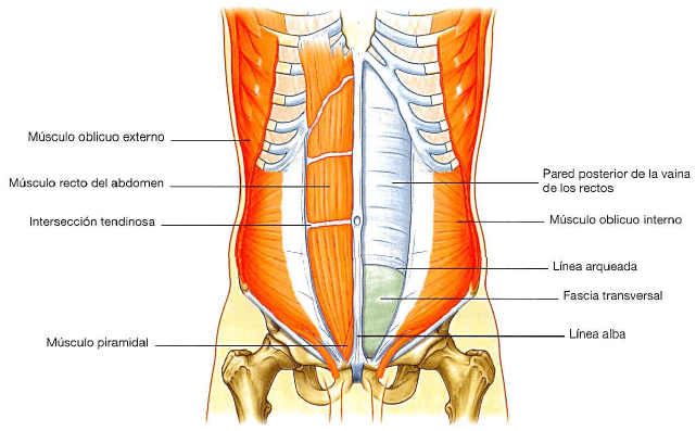 La anatomía de los abdominales oblicuos nos permite comprender mejor su ubicación y sus funciones.