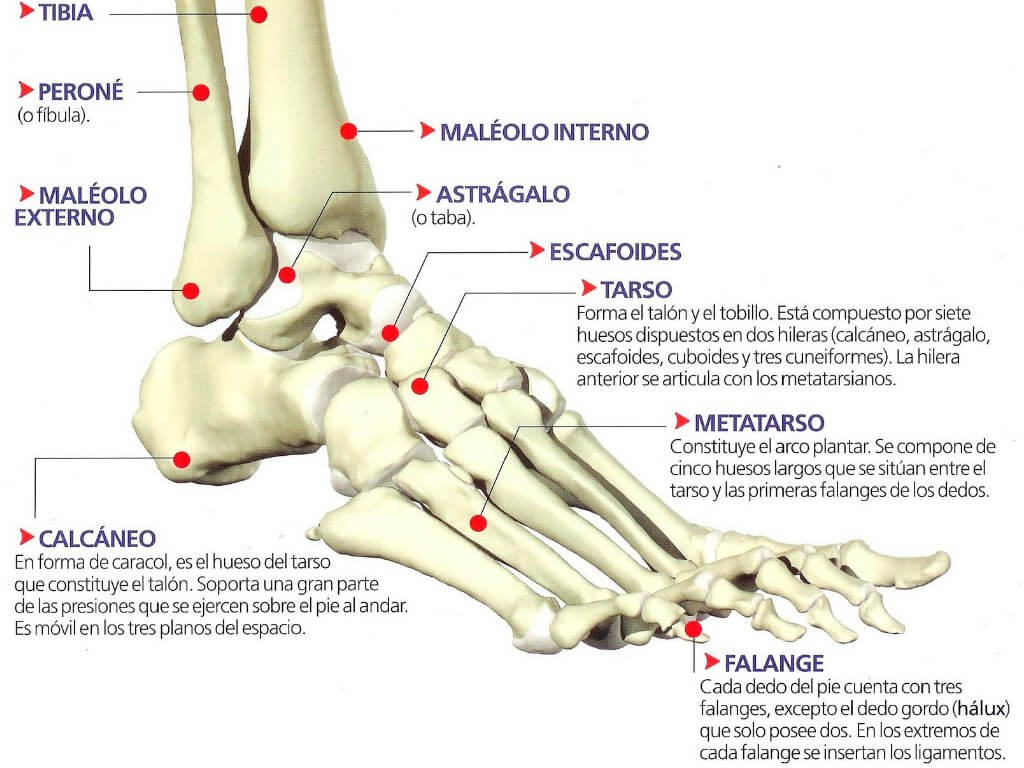 El tobillo está compuesto por tres huesos principales.