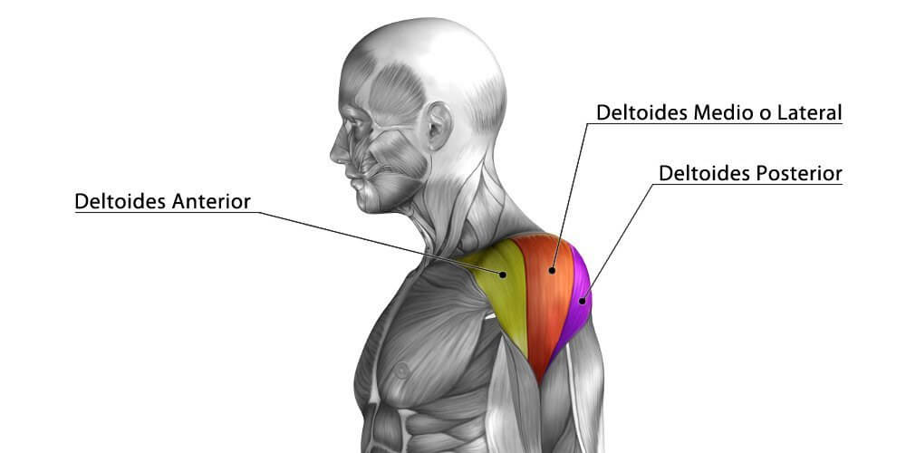 El músculo deltoides es el que cubre la superficie del hombro.