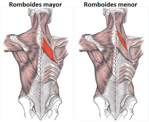 Los músculos romboides se dividen en dos grandes grupos.