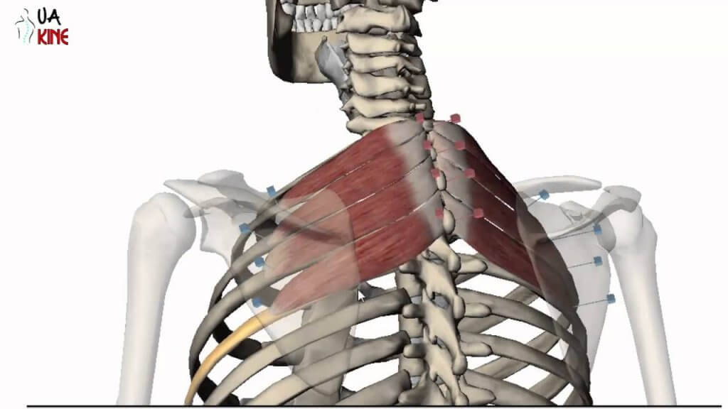 Los músculos de la espalda son muchos, y cada uno cumple una función específica.