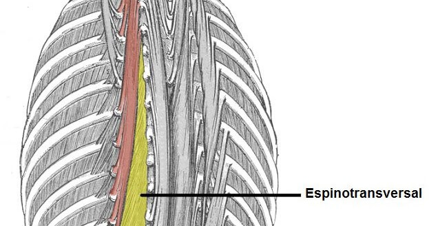 El transversoespinoso es uno de los músculos profundos de la espalda.