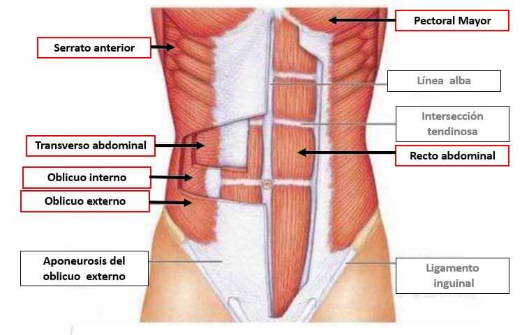 El músculo transverso del abdomen es uno de los tantos que componen la pared abdominal.