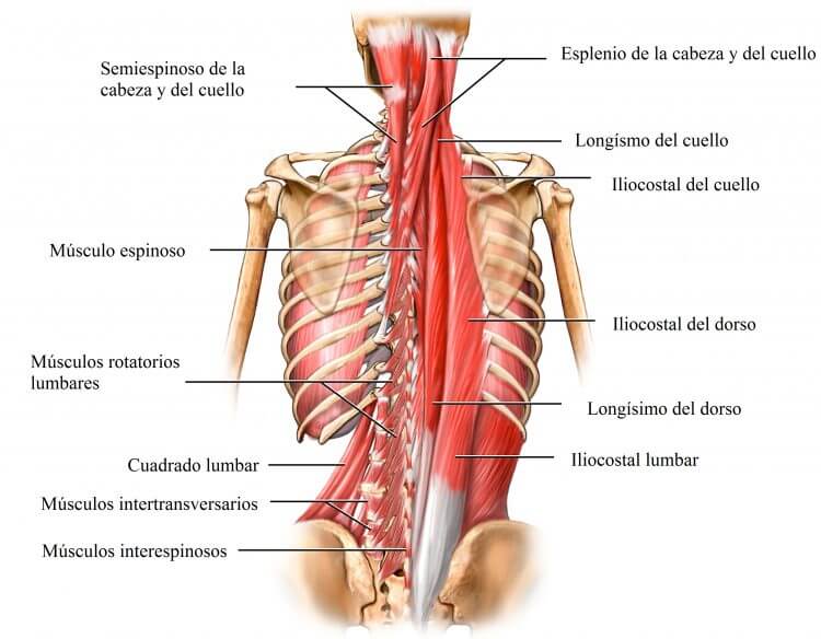 Los músculos erectores de la espalda cumplen funciones importantes para todo el cuerpo.