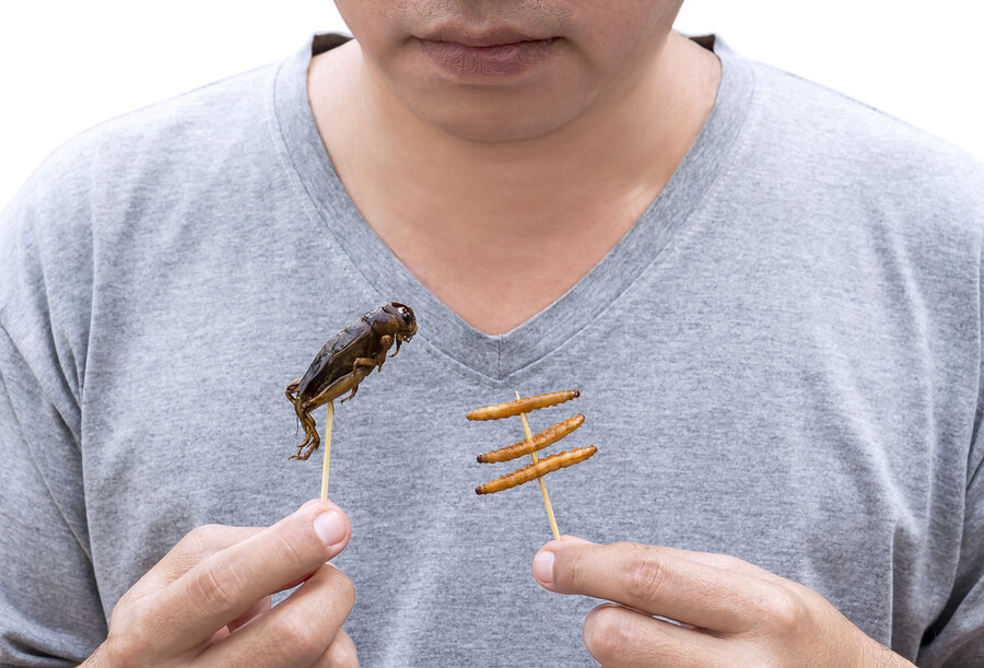 Comer insectos podría ser una necesidad en el futuro ante la escasez de alimentos.