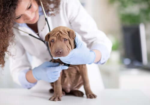 Consultar al veterinario es un buen primer paso antes de salir a correr con tu perro.