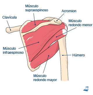 Anatomía del hombro y el manguito rotador.