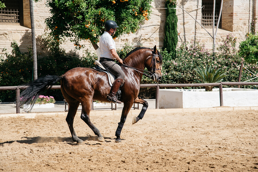 La doma consiste en entrenar al caballo para volverlo más obediente y ágil.