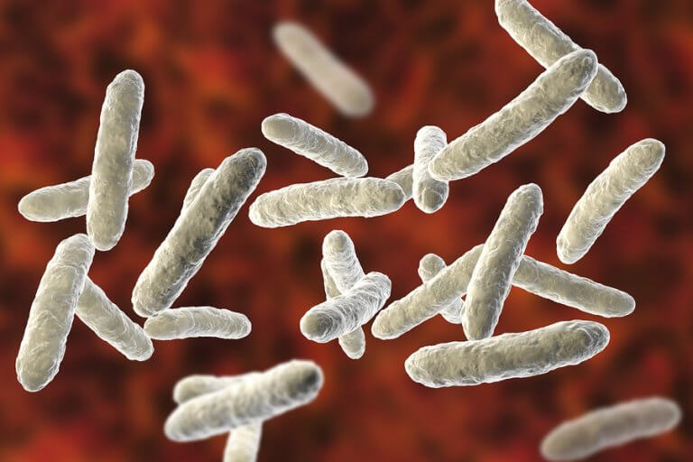 La microbiota: todo lo que debes saber