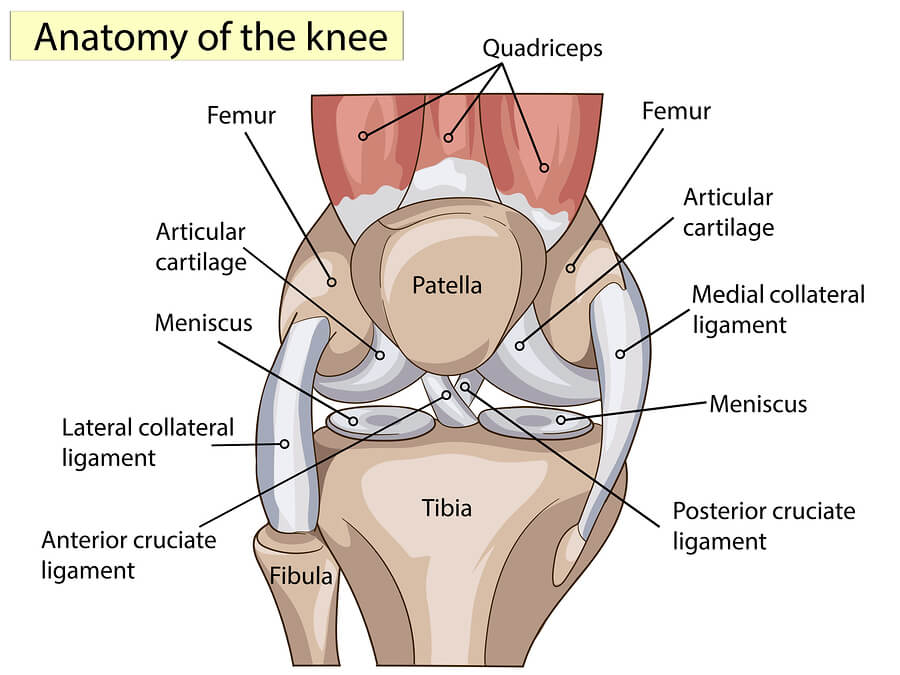 Anatomía de la estructura interna de la rodilla.