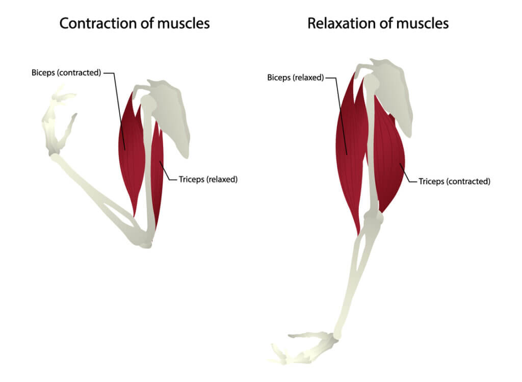 Anatomía del bíceps y tríceps braquial.