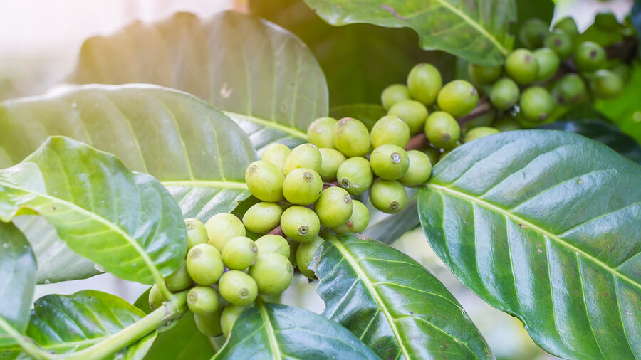 Granos y planta de café verde.