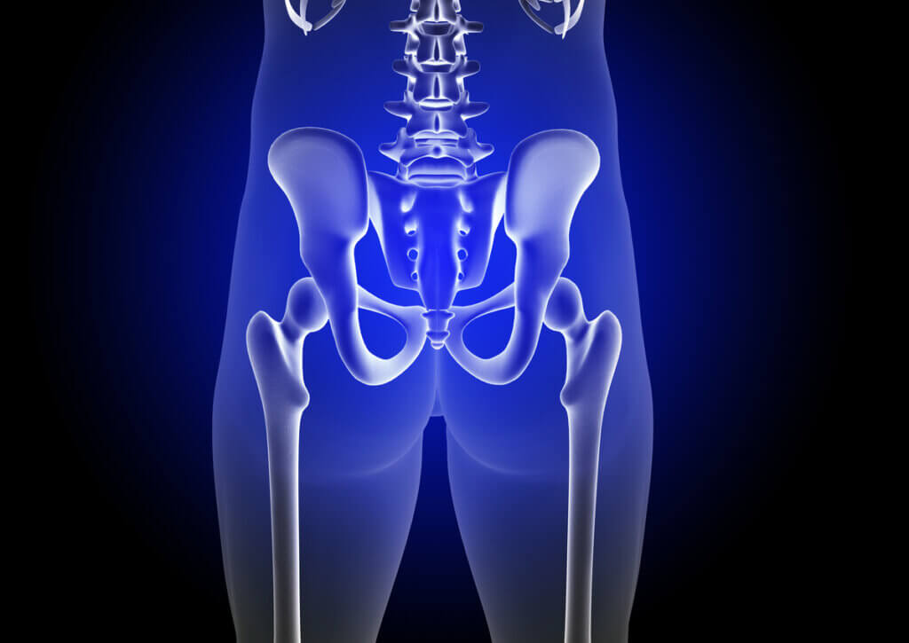 Anatomía de la pelvis y cadera, donde se produce la osteítis pubis.