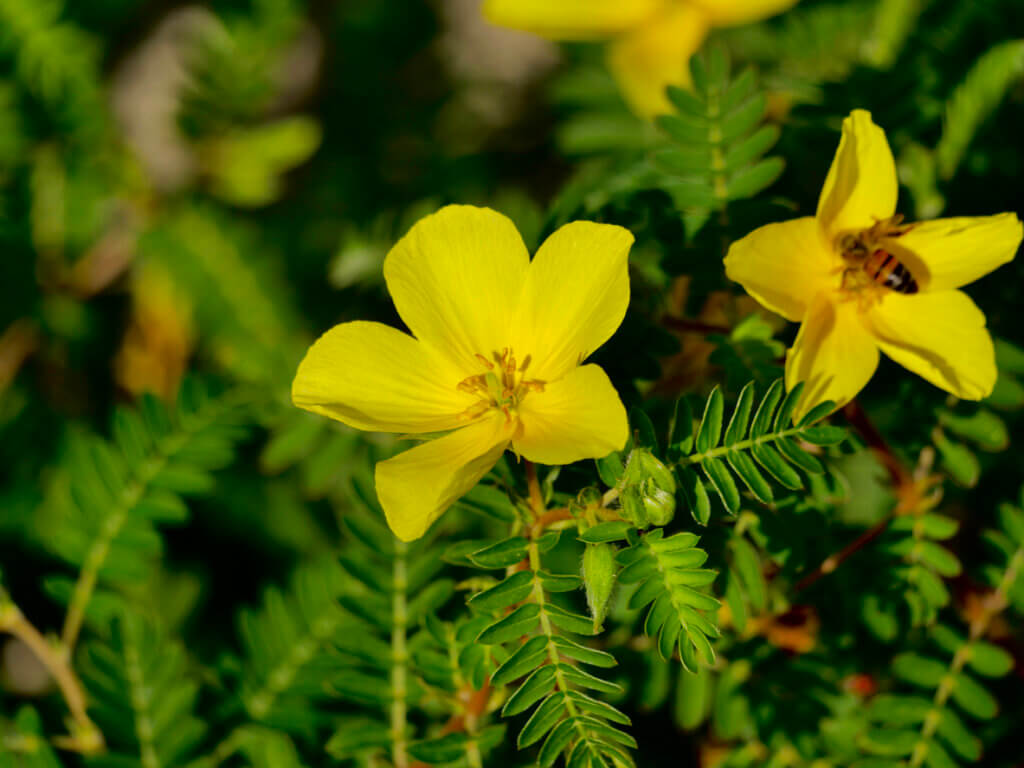 Flores amarillas de Tribulus terrestris