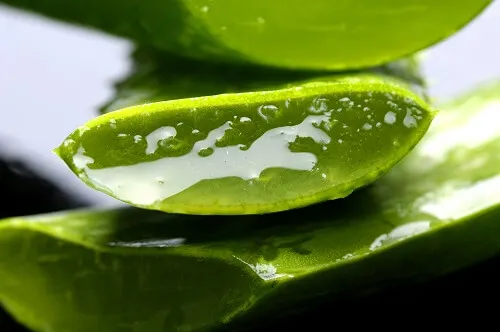 Aloe Vera Slices, stacked