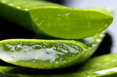 Ramas de aloe vera