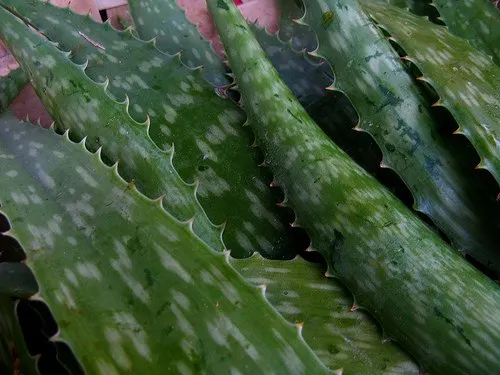 Propiedades de aloe vera