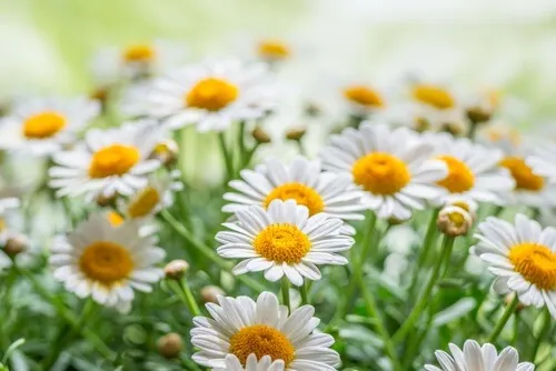 Preparação de flor de camomila para descolorir o cabelo