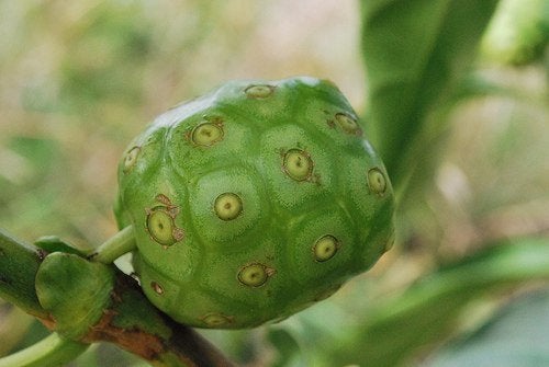 Zumo de noni, características y beneficios para la salud