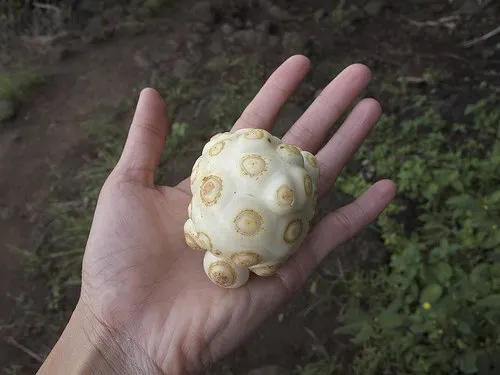 Noni blanca