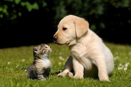 Gato y perro