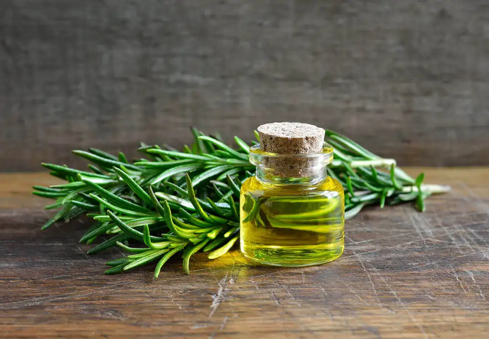 Aceite de romero para combatir la caída de cabello