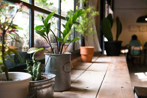 Beneficios de plantas en las casas.