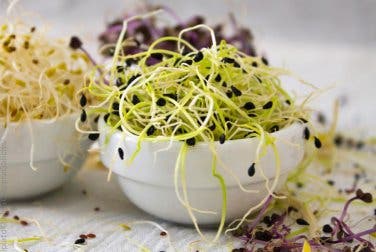 Germinados para cocinar
