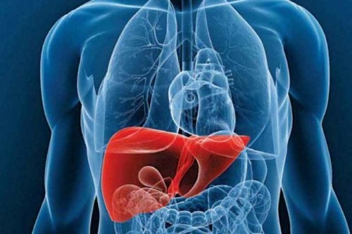 Limpiar el hígado con alimentos y plantas medicinales