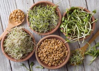 Semillas germinadas para cocinar.