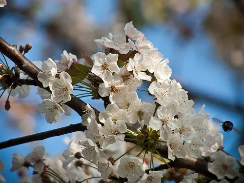 Planta de donde se extrae la miel de manuka