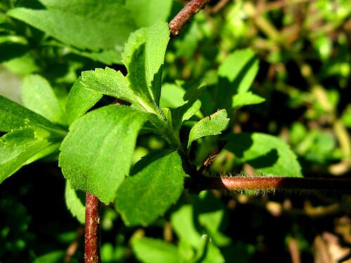 Beneficios de la estevia, un edulcorante natural