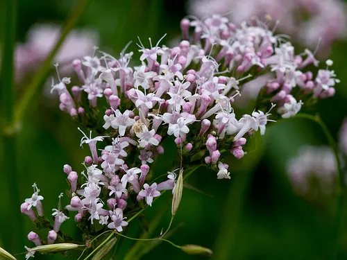 La valeriana, una planta medicinal para tratar el insomnio