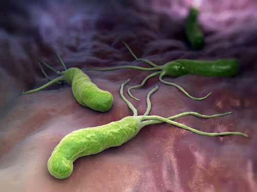bactéries et système immunitaire