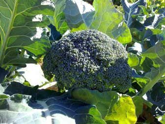 ¿Qué beneficios nos aporta el brócoli?