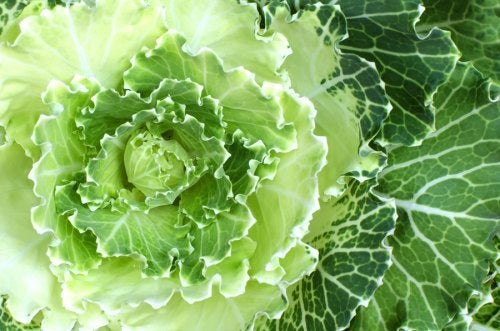 Beneficios y nutrientes de la col verde