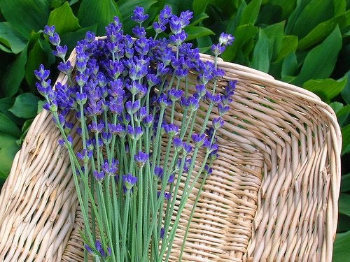 Conoces las propiedades del té de lavanda? - Mejor Con Salud