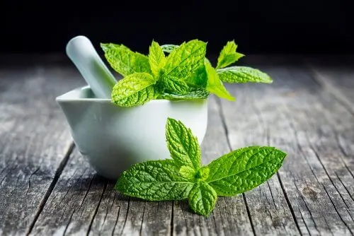 Hojas de menta en un vaso