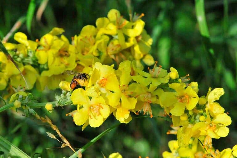 Plantas para la bronquitis