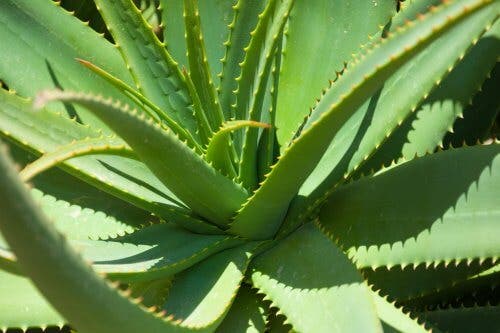 Mata de aloe vera