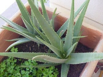 Uso del aloe vera
