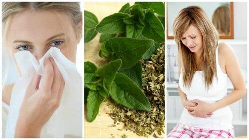 Beneficios del orégano